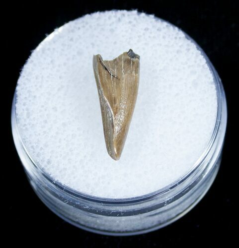 Raptor Tooth - Two Medicine Formation #3847